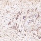 Anti-GSK3 beta Rabbit Monoclonal Antibody